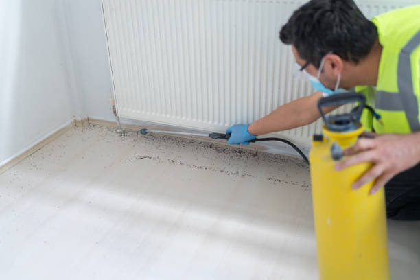 Best Ant Control Services  in Sahuarita, AZ