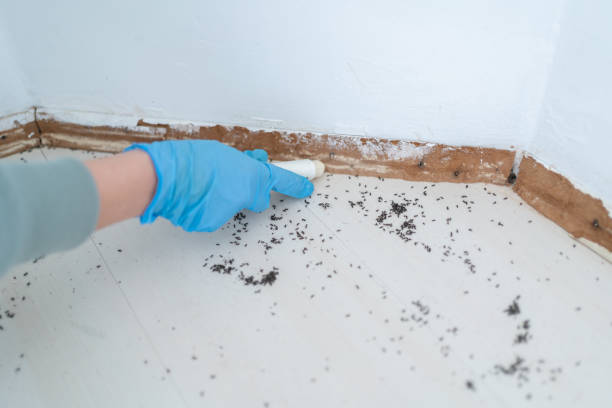 Best Flea Control Services  in Sahuarita, AZ